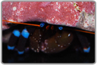 Electric Blue Knuckle Hermit Crab